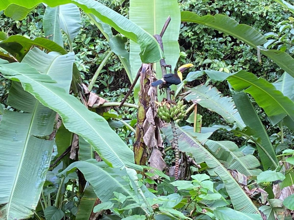 Mussaenda, Arenal Hotell La Fortuna Eksteriør bilde